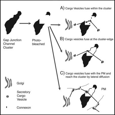 Fig 1.