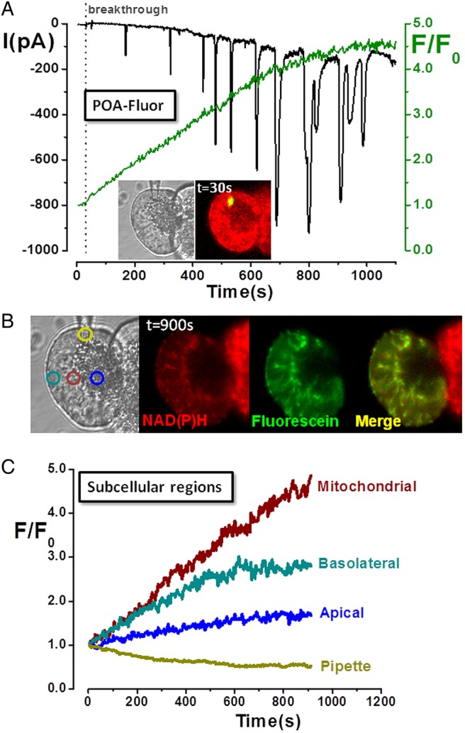 Figure 3