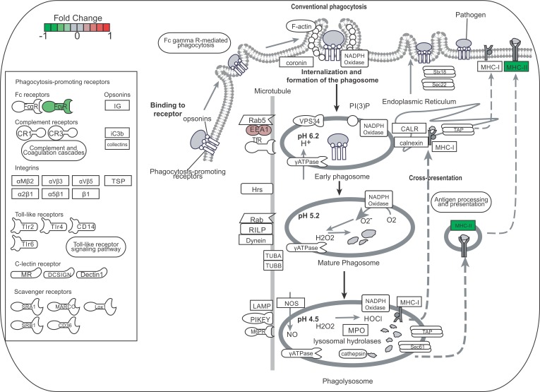 Fig 6