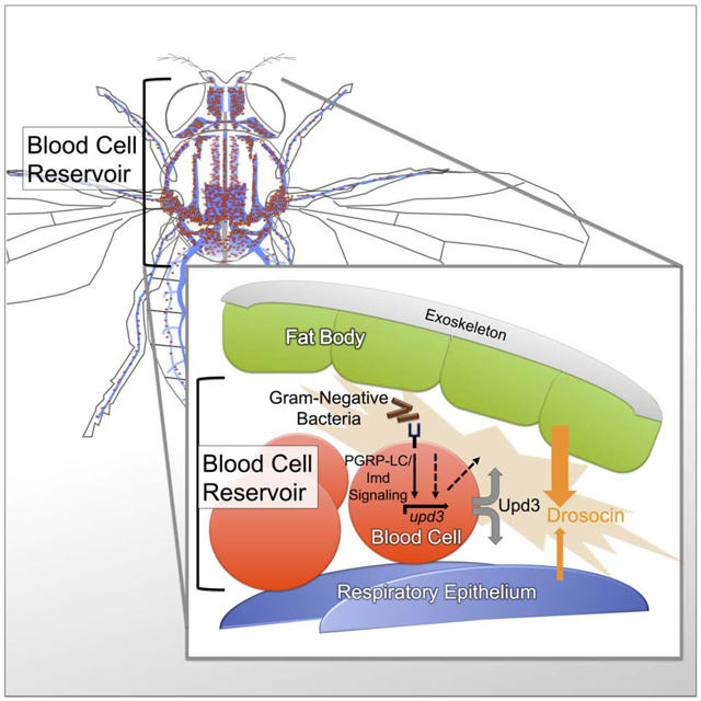 graphic file with name nihms-1543869-f0001.jpg