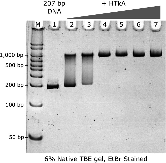 Figure 4—figure supplement 1.