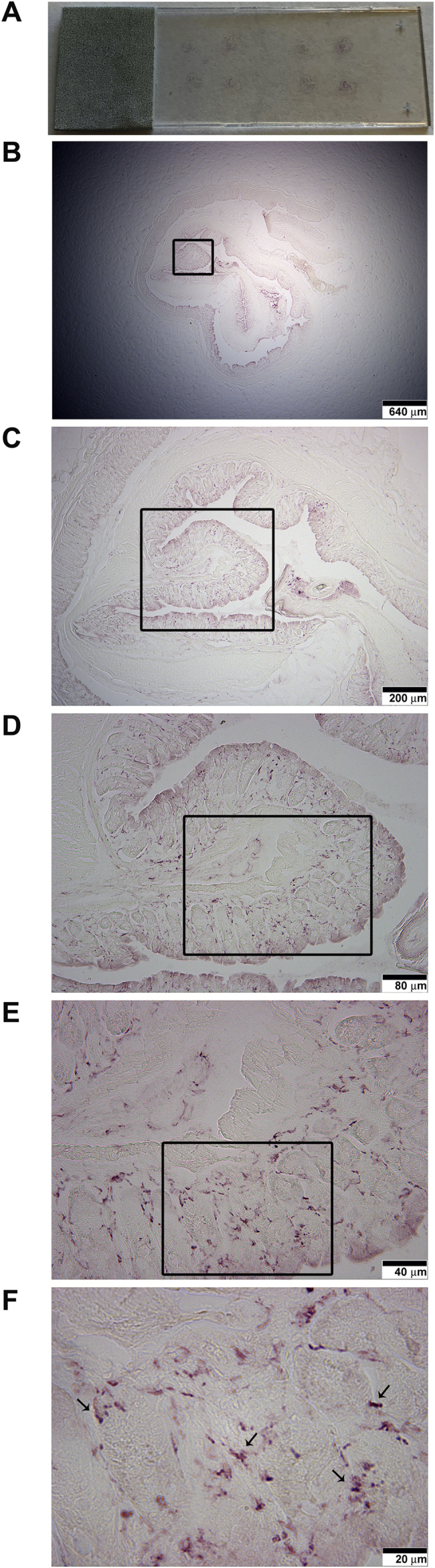 Fig. 6