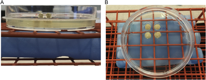 Fig. 2