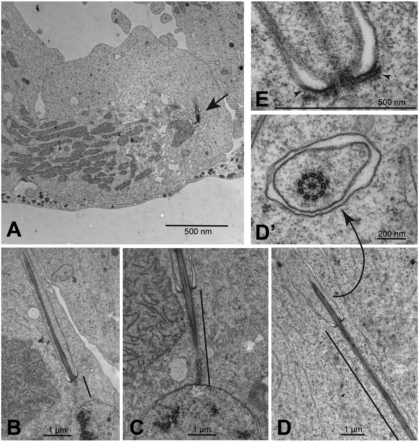 Fig. 5.