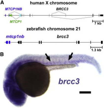 Figure 5