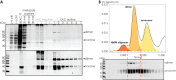 Figure 1—figure supplement 1.