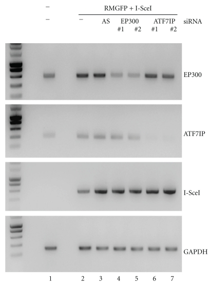 Figure 5