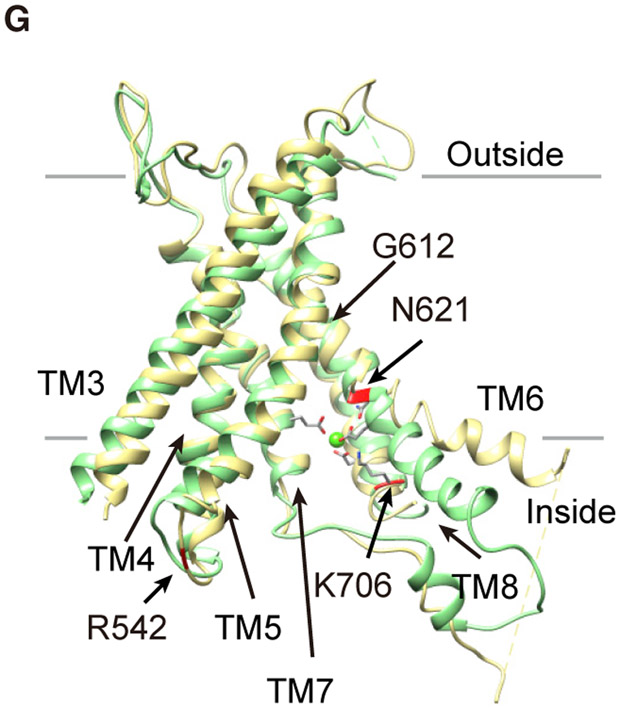 Figure 1G.