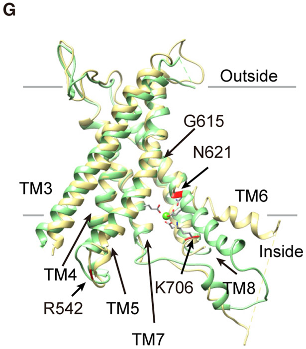 Figure 1G.