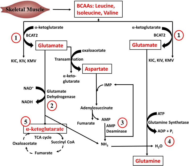 FIGURE 3