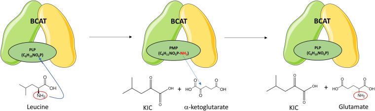 FIGURE 4