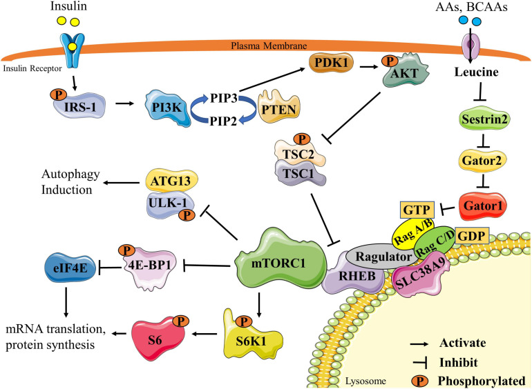 FIGURE 1