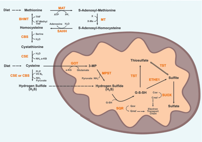 Figure 1.