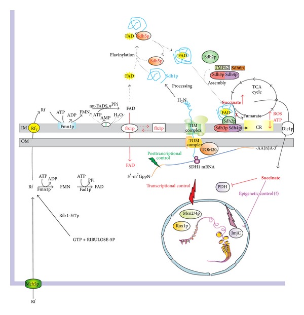 Figure 6