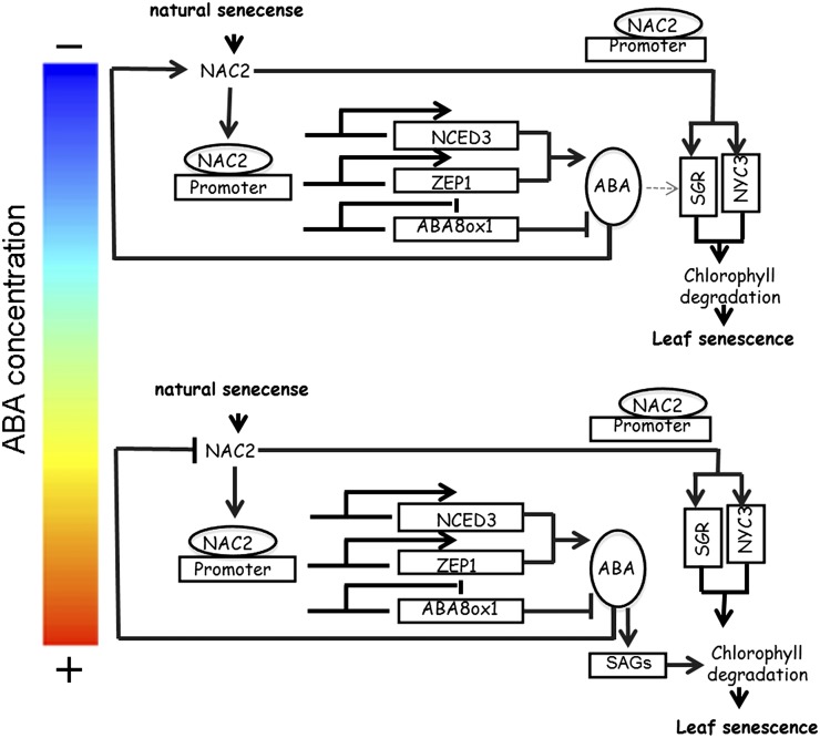 Figure 11.