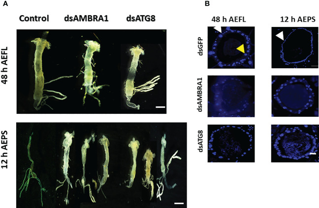 Figure 4