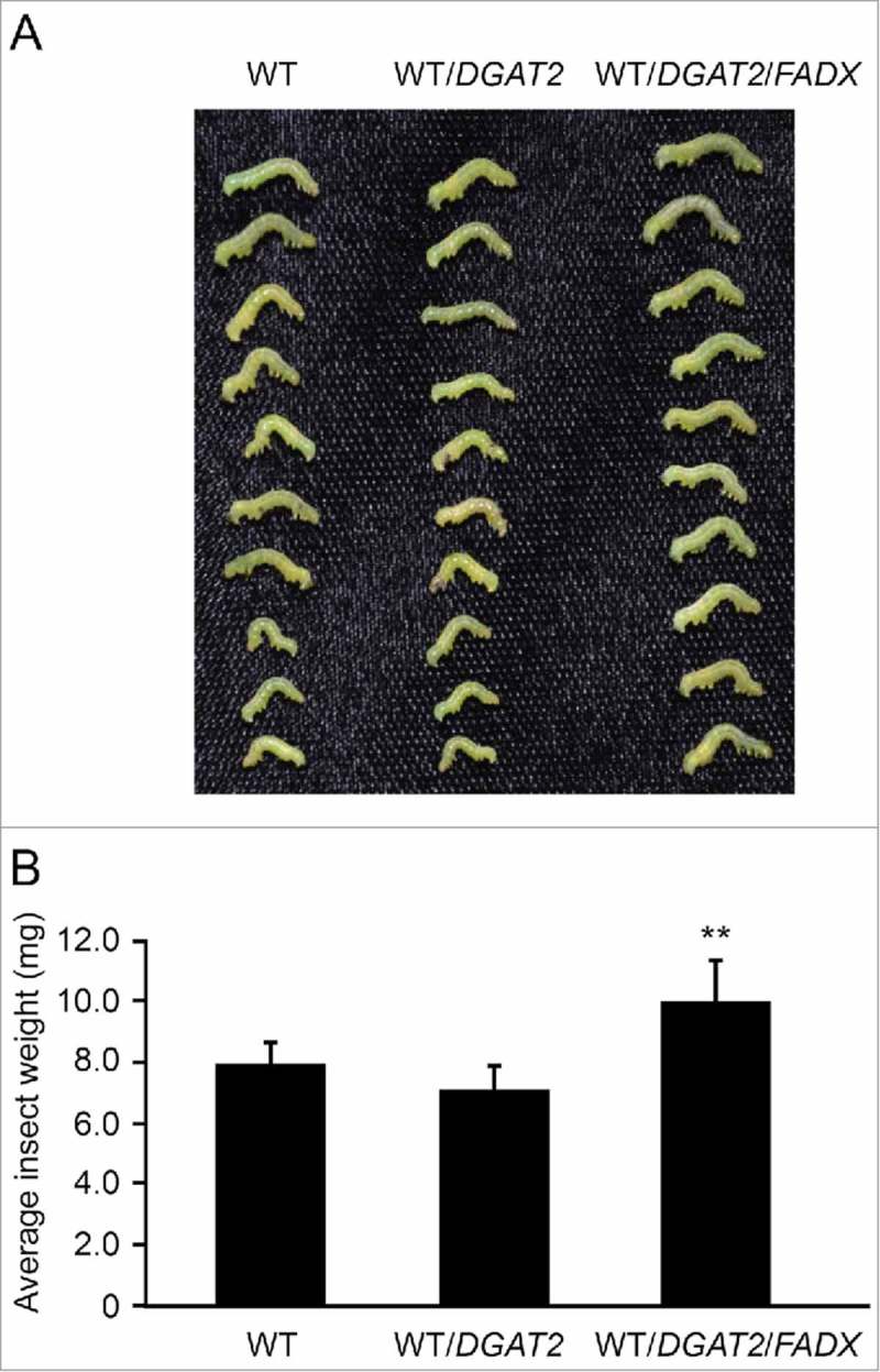 Figure 4.