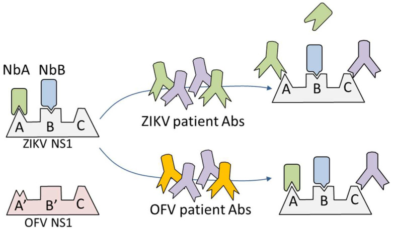 Nanobody-based Blocking Of Binding Elisa For The Detection Of Anti-ns1 