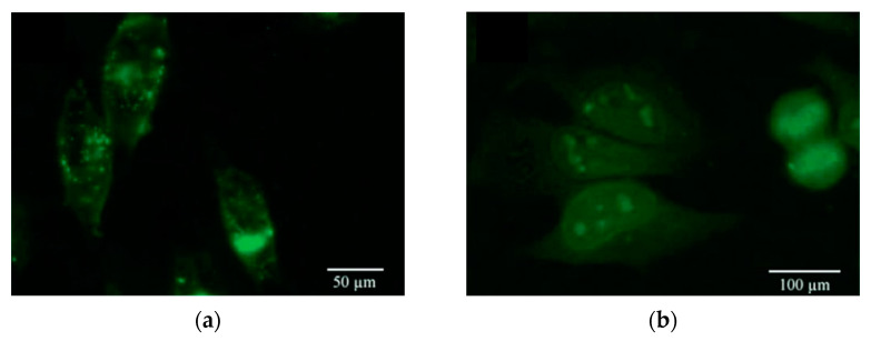 Figure 19