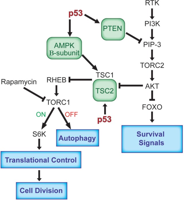 The Interfaces Between Signal Transduction Pathways: IGF-1/mTor, p53 ...