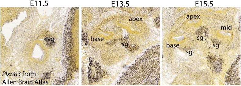 Figure 9—figure supplement 1.