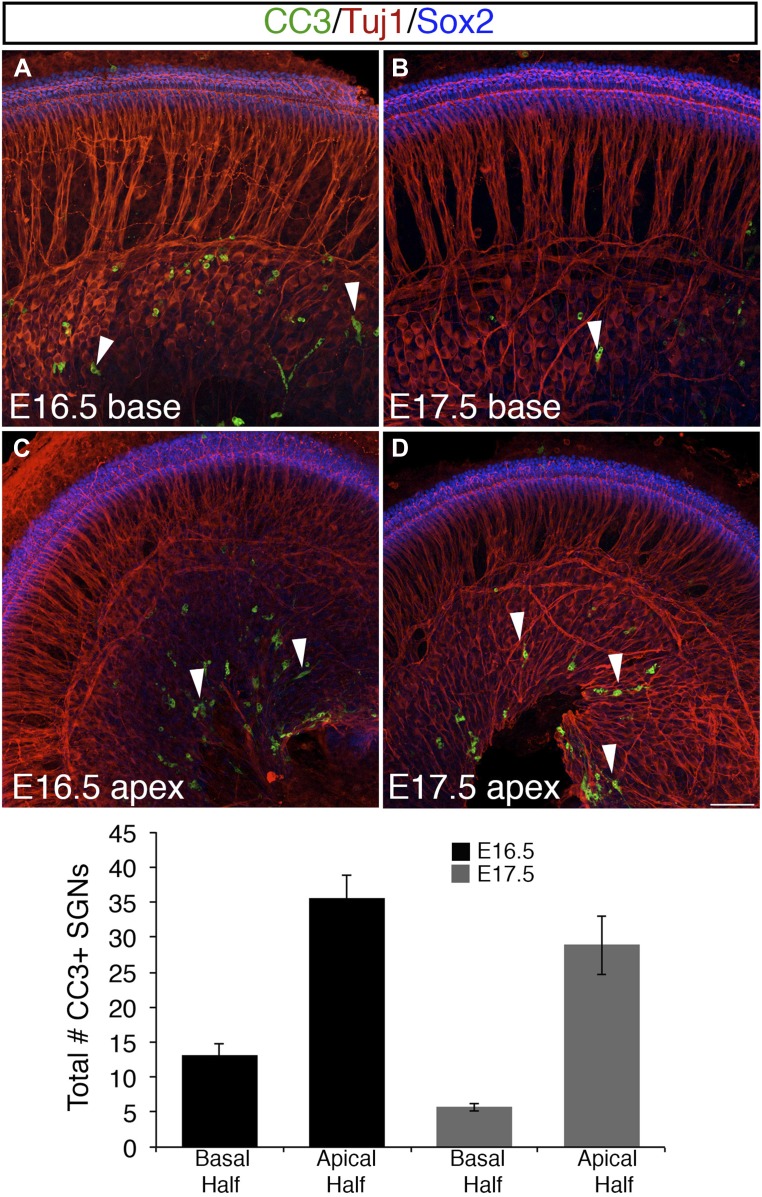 Figure 2—figure supplement 1.