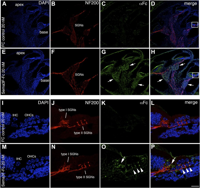 Figure 3—figure supplement 1.