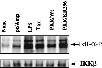 FIG. 5