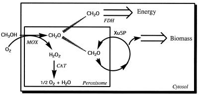 FIG. 1
