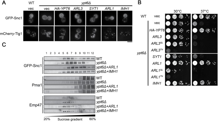 FIGURE 1: