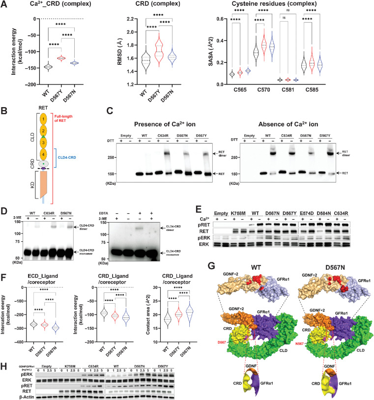 Figure 3. Illegitimate intermolecular disulfide bond formation induced by CaLM mutations. A, Violin plots showing the interaction energy between the Ca2+ ion and the CRD (left), the RMSD of the CRD (middle), and the SASA of cysteine residues (C565, C570, C581, and C585) in the CRD (right) estimated from MD simulation of the RET–GDNF–GFRα1 extracellular complex. MD simulation was performed in triplicate for each WT and RET mutant, and structures extracted from the 0.5–1 μs trajectories every 20 ps were subjected to calculation. The black dashed line represents the median values. Each dotted line represents the interval between the end of the first quartile and the beginning of the fourth quartile. n.s.: not significant; ****, P < 0.0001 by a one-way ANOVA with Tukey multiple comparisons test. B, Schematic diagram of the RET protein. CLD: cadherin-like domain, CRD: cysteine-rich domain, KD: kinase domain, green circle: Ca2+ ion-binding sites, dashed line: cell membrane. C, Intermolecular RET dimer formation. Flp-in T-REx 293 cells with or without doxycycline-inducible FLAG-tagged full-length RET cDNAs were cultured for 48 hours with doxycycline in calcium-containing (left) or calcium-free (right) medium. Whole-cell lysates were prepared under reducing or nonreducing conditions, i.e., presence or absence of dithiothreitol, and resolved by SDS-PAGE, followed by immunoblot analysis using an anti-FLAG antibody. D, Intermolecular dimer formation of CLD4-CRD. GST-tagged RET-CRD-CLD4 polypeptides expressed in Sf21 cells were purified under reducing or nonreducing conditions, i.e., presence or absence of 2-ME, and resolved by SDS-PAGE, followed by immunoblot analysis using an anti-GST antibody. Left, intermolecular dimer formation of WT, C634R, and D567N mutant polypeptides. Right, intermolecular dimer formation of WT RET polypeptides purified with or without calcium chelation, i.e., presence or absence of EDTA. E, RET autophosphorylation and ERK phosphorylation induced by calcium depletion. HEK293H cells transfected with WT or mutant full-length RET cDNAs were cultured for 48 hours in calcium-containing or calcium-free medium. RET-CaLM mutants were examined by detecting K758M (kinase-dead) and C634R (CCM) mutants. Protein lysates were subjected to immunoblot analysis of pRET, RET, pERK, and ERK. F, Violin plots of the interaction energy between RET-ECD and GDNF/GFRα1 (left) or RET-CRD and GDNF/GFRα1 (middle) and contact area between the CRD and GDNF/GFRα1 (right) estimated from the MD simulation of the RET–GDNF–GFRα1 extracellular complex. The black dashed line represents the median values. Each dotted line represents the interval between the end of the first quartile and the beginning of the fourth quartile. n.s.: not significant; ****, P < 0.0001 by a one-way ANOVA with the Tukey multiple comparisons test. G, D567N mutation–induced increase in contact areas between RET-CRD and ligand/coreceptor. The mean structure of a WT (left) or D567N (right) RET subunit bound to two GDNFs and a GFRα1 molecule was calculated using three 0.5–1 μs trajectories obtained from the MD simulation of the RET extracellular complex and is represented by the surface model. Top, the CRD binding interfaces of two GDNFs and a GFRα1 molecule whose amino acid residues located within 5 Å from the CRD domain are highlighted in red. An enlarged view of the CRD–GFRα1 binding interface is shown in the bottom panels. H, ERK phosphorylation assay. HEK293H cells transfected with empty vector or WT RET, K758M (kinase dead), C634R (CCM), D567N, and D567Y RET mutant–expressing plasmids and treated with GDNF/GFRα1 as described were subjected to immunoblot analysis of pERK, ERK, pRET, RET, and β-actin.