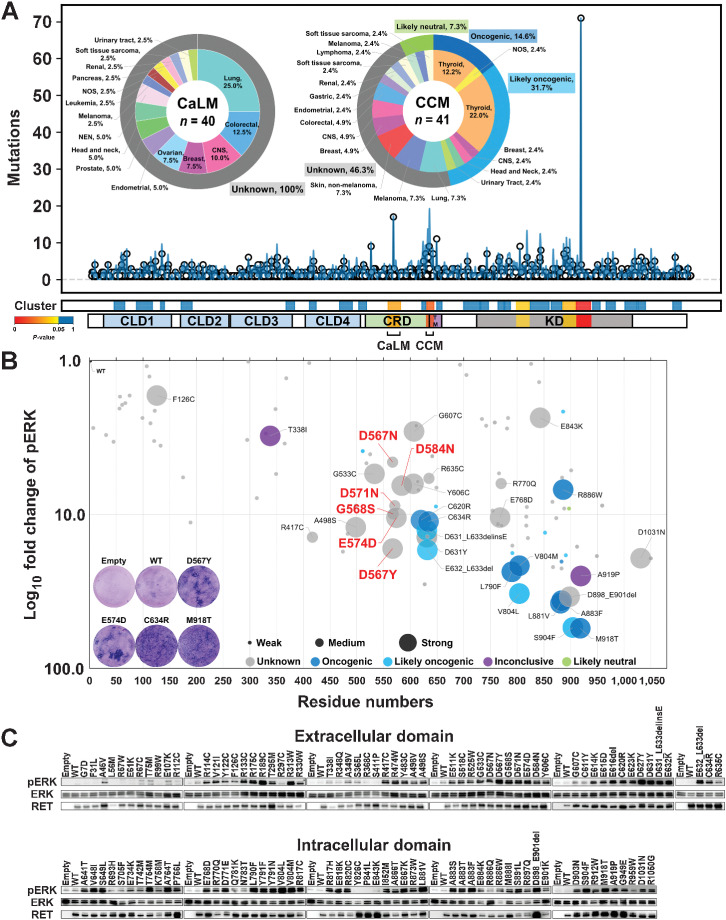 Figure 1. Identification of the RET-CaLM mutation cluster. A, Mutational modeling for positive selection. The upper graph shows the incidence of individual 1,290 RET mutations (circles) with a smoothed view of distribution (blue lines). The bottom bars show mutational clusters determined by OncodriveCLUSTL with P values and distribution of domains/motifs. Pie charts show the proportion of cancer types and OncoKB annotations (37) for the CaLM and CCM mutation clusters. The numbers in the center of the pie charts refer to the total number of mutations in the clusters. The percentages in the pie charts refer to the fractions of mutations in each cancer type among total mutations. CLD1, cadherin-like domain 1, residues 29–154; CLD2, cadherin-like domain 2, residues 172–261; CLD3, cadherin-like domain 3, residues 265–379; CLD4, cadherin-like domain 4, residues 404–506; CRD, cysteine-rich domain, residues 516–634; TM, transmembrane domain, residues 635–657; KD, kinase domain, residues 723–1012; CaLM, calmodulin-like motif, residues 557–580; CCM, core cysteine motif, residues 629–643. B, Bubble plot showing NIH3T3 cell-transforming ability and ERK phosphorylation activity of RET mutations. The horizontal axis indicates the amino acid residue numbers, and the vertical axis shows the log10 fold increase in ERK phosphorylation compared with WT RET. The size of the plot for each mutation indicates the magnitude of focus formation in three grades. The color of each plot indicates the significance grades of OncoKB annotation (37). Blue, oncogenic; light blue, likely oncogenic; gray, unknown significance; purple, inconclusive; green, likely neutral. Representative images of Giemsa-stained NIH3T3 cells are shown in the graph area. C, ERK phosphorylation assay. HEK293H cells transfected with empty vector or WT RET, 110 RET mutants, and kinase-dead mutant (K758M)-expressing plasmids were subjected to immunoblot analysis of phosphorylated ERK (pERK), ERK, and RET. The relative pERK levels compared with those in the WT are plotted in B.