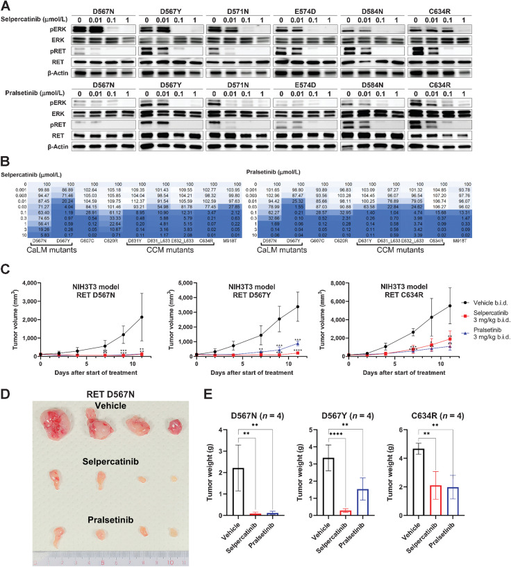 Figure 4. RET-CaLM mutants as a target for RET-TKIs. A, Suppression of signal transduction by RET inhibitors. HEK293H cells expressing RET-CaLM and C634R (CCM) mutants were treated with selpercatinib (upper) or pralsetinib (lower) for 6 hours. Cell lysates were subjected to immunoblot analysis of pERK, ERK, pRET, RET, and β-actin. B, Suppression of RET-dependent cell growth by RET inhibitors. IL3-independent growth of Ba/F3 cells expressing RET-CaLM, CCM, and M918T kinase domain mutants was examined in the presence of the indicated concentrations of selpercatinib (left) or pralsetinib (right) for 72 hours. Cell viability was measured using the CellTiter-Glo assay. The relative viability (%) is shown in a color-coded manner. C, Suppression of allograft growth of NIH3T3 cells expressing RET mutants by RET inhibitors. Drug treatment was started when the subcutaneous tumors grew to a volume of approximately 100–200 mm3. All mutants were treated with vehicle or 3 mg/kg selpercatinib or pralsetinib twice daily. Four mice were included in each treatment group. Data are expressed as the mean ± SD. *, P < 0.05; **, P < 0.01; ***, P < 0.001; ****, P < 0.0001; one-way ANOVA with a Dunnett multiple comparisons test against the vehicle group. b.i.d., twice daily. D, Tumors of D567N mutant-expressing NIH3T3 cells after treatment with vehicle (top), selpercatinib (middle), or pralsetinib (bottom). After treatment completion, tumors were dissected from subjects. E, Tumor weights at the endpoint. Data represent the mean ± SD. **, P < 0.01; ****, P < 0.0001; one-way ANOVA with the Tukey multiple comparisons test against the vehicle group.