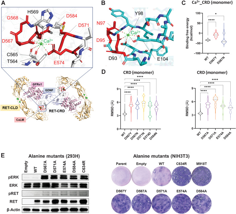 Figure 2. 3D fluctuation of CRD caused by CaLM mutation. A, 3D view of CaLM mutations. The cartoon shows an overhead view of the extracellular portion of the RET–GDNF–GFRα1 hexamer (PDB: 6Q2N) with an expanded view of CaLM. The expanded image shows a stick and cartoon representation showing the locations of Ca2+ ions (green sphere) and amino acid residues contributing to Ca2+ ion holding. Mutated residues are highlighted in red. Lower, CLD in orange; cysteine-rich domain (CRD) in gray; glial cell-derived neurotrophic factor (GDNF) in light blue; GDNF family receptor alpha1 (GFRα1) in pink. B, 3D view of calmodulin mutations. The stick and cartoon model represents the Ca2+-binding motif of calmodulin (PDB code: 2BE6). Mutated residues in long-QT syndrome patients are highlighted in red. C, Violin plot of binding free energy between the Ca2+ ion and a RET-CRD monomer at 10 ns intervals. The width of each strip represents the fraction of time points showing a binding free energy value. The black dashed line represents the median value. Each dotted line represents the interval between the end of the first quartile and the beginning of the fourth quartile. *, P < 0.05; ****, P < 0.0001 by a one-way ANOVA with the Tukey multiple comparisons test. D, Violin plots of RMSD of backbone Cα atoms of CRD monomers. The RMSDs of heavy atoms of each amino acid at 100 ps intervals were calculated with respect to the initial position and plotted. Left, RMSD of WT and native CaLM mutants. Right, artificial alanine mutants. E, Oncogenic properties of artificial CaLM mutants. Left, ERK phosphorylation assay. HEK293H cells transfected with empty vector or WT RET, 110 RET mutants, and kinase-dead mutant (K758M)-expressing plasmids were subjected to immunoblot analysis of pERK, ERK, pRET, RET, and β-actin. Right, NIH3T3 focus formation. The transforming ability of lentiviruses expressing artificial CaLM mutants was examined using parental cells (uninfected), empty virus infection, and lentiviruses to express D567Y (native CaLM mutant), C634R (CCM mutant), and M918T (kinase domain mutant) proteins.