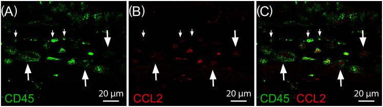 FIG. 2.