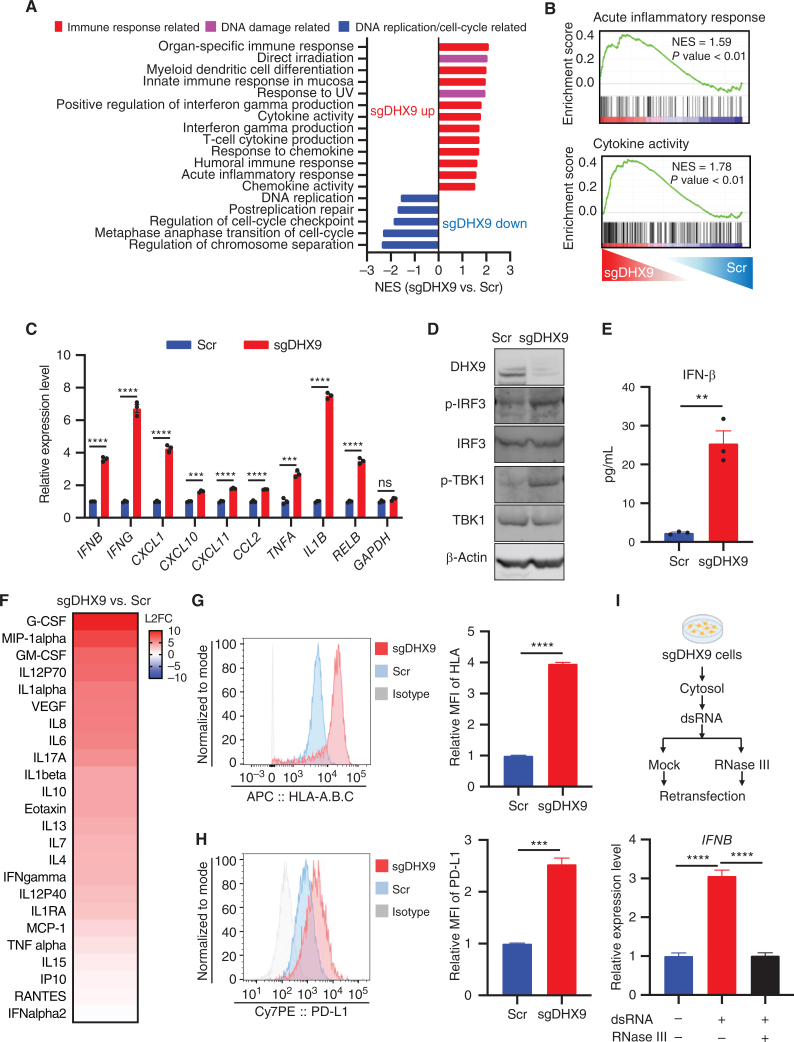 Figure 2. DHX9 depletion induces IFN response. A, Gene sets significantly upregulated and downregulated are shown, based on GSEA result. Immune response–related gene sets are in red, DNA damage–related gene sets are in pink, and DNA replication/cell-cycle–related gene sets are in blue. B, GSEA with C5 (ontology) gene sets based on RNA-seq results of sgDHX9 vs. Scramble cells. C, qRT-PCR analysis of the immune-related genes comparing Scramble and sgDHX9 H196 cells (n = 3). 36B4 was used as a reference. D, Immunoblot (IB) of the indicated proteins in Scramble and sgDHX9 H196 cells. E, ELISA of human IFNβ protein in conditioned medium from Scramble and sgDHX9 H196 cells. F, Log2 fold change (FC) of cytokine/chemokine differences of sgDHX9 H196 compared with Scramble. The cytokine/chemokine levels were quantified with Proteome Profiler Human Cytokine Array Kit. G and H, Flow cytometry analysis of HLA-A.B.C (G) or PD-L1 (H) expression on the cell surface of Scramble and sgDHX9 H196 cells. Data are representative of three independent experiments (left). Mean fluorescence intensity (MFI) was quantified by FlowJo (right; n = 3). I, Schematic (top) and result (bottom) of qRT-PCR analysis of IFNB gene in H196 cells treated with cytoplasmic dsRNA (n = 3). 36B4 was used as a reference. Data represent mean ± SEM. ns, not significant; *, P < 0.05; **, P < 0.01; ***, P < 0.001; ****, P < 0.0001 by unpaired Student t test (C, E, G, and H), one-way ANOVA (I).