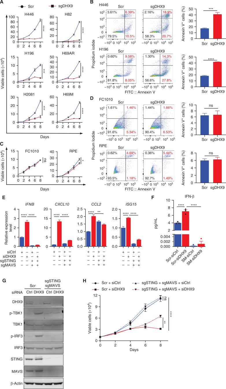 Figure 4. DHX9 loss triggers dsRNA and dsDNA antiviral sensing pathways and IFN signaling in SCLC cells. A, Growth curves of the indicated SCLC cell lines (n = 3). B, Flow cytometry analysis of apoptotic (annexin V+) cells in Scramble and sgDHX9 H196 and H446 cells. Data are representative of three independent experiments (left). Quantification of apoptotic cells is shown (right; n = 3). C, Growth curves of the indicated normal cell lines (n = 3). D, Flow cytometry analysis of apoptotic (annexin V+) cells in Scramble and sgDHX9 FC1010 and RPE cells. Data are representative of three independent experiments (left). Quantification of apoptotic cells is shown (right; n = 3). E, qRT-PCR analysis of the immune-related genes comparing Scramble and sgSTING + sgMAVS H196 cells transfected with siCtrl or siDHX9 (n = 3). 36B4 was used as a reference. F, ELISA of human IFNβ protein in conditioned medium from Scramble and sgSTING + sgMAVS H196 cells, transfected with siCtrl or siDHX9 (n = 3). SM: sgSTING + sgMAVS. G, Immunoblot (IB) of the indicated proteins in Scramble and sgSTING + sgMAVS H196 cells transfected with siCtrl or siDHX9. H, Growth curves of Scramble and sgSTING + sgMAVS H196 cells, transfected with siCtrl or siDHX9 (n = 3). Data represent mean ± SEM. ns, not significant; *, P < 0.05; **, P < 0.01; ***, P < 0.001; ****, P < 0.0001 by unpaired Student t test (A, B, C, and D), two-way ANOVA followed by Tukey multiple comparisons tests (E, F, and H).