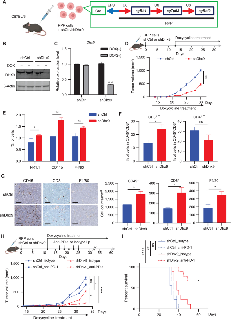 Figure 6. DHX9 depletion decreases tumor growth, induces immune cell infiltration, and enhances response to ICB therapy. A, Schematic of in vivo tumor growth assay. RPP cells, which were transduced with DOX-inducible shCtrl or shDhx9 vector, were transplanted into C57BL/6 mice. Created with BioRender.com. B and C, Immunoblot (IB; B) and qRT-PCR analysis (C) of DHX9 expression in shCtrl and shDhx9 RPP cells treated w/wo DOX. D, Tumor growth curves of shCtrl and shDhx9 RPP tumors (n = 6). E, Flow cytometry quantification of the indicated infiltrating immune cells in shCtrl and shDhx9 RPP tumors. Each population was analyzed by FlowJo (n = 4). F, Flow cytometry quantification of infiltrating CD8+ T cells and CD4+ T cells of CD45+CD3+ cells in shCtrl and shDhx9 RPP tumors (n = 6). G, Representative IHC images of indicated infiltrating immune cells in shCtrl and shDhx9 RPP tumors (left) and quantification (n = 6; right). Scale bar = 100 μm. H, Tumor growth curves of shCtrl and shDhx9 RPP tumors treated with isotype control or anti–PD-1 antibody (n = 9). I, Survival curves for mice in H. Data represent mean ± SEM. ns, not significant; *, P < 0.05; **, P < 0.01; ***, P < 0.001; ****, P < 0.0001 by unpaired Student t test (C, D, E, F, and G), two-way ANOVA followed by Tukey multiple comparisons test (H) and log-rank test (I).