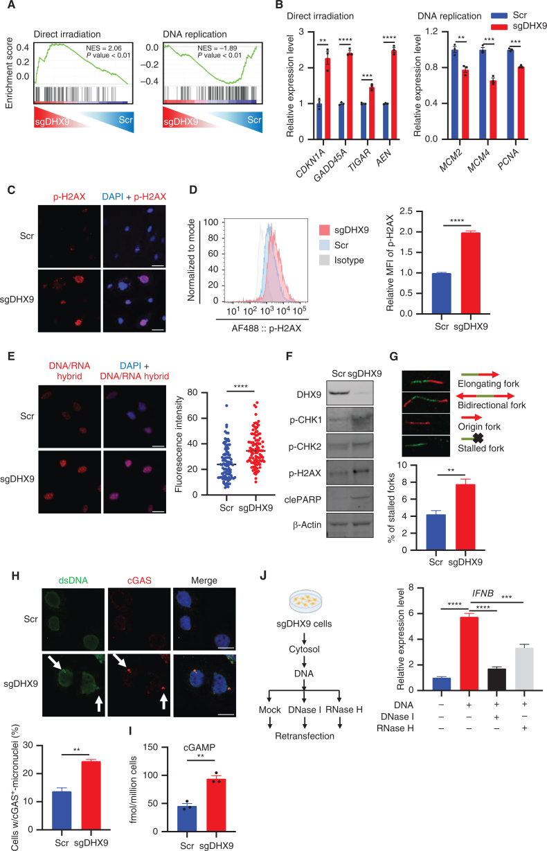 Figure 3. DHX9 depletion causes R-loop accumulation, DNA damage, and cGAS–STING pathway activation. A, GSEA with C2 (curated) gene sets, based on RNA-seq results of sgDHX9 vs. Scramble cells. B, qRT-PCR analysis of the direct irradiation response and replication-related genes comparing Scramble and sgDHX9 H196 cells (n = 3). 36B4 was used as a reference. C, Immunofluorescence images of p-H2AX (red) staining of Scramble and sgDHX9 H196 cells. Scale bar = 50 μm. D, Flow cytometry analysis of intracellular p-H2AX levels in Scramble and sgDHX9 H196 cells. Data are representative of three independent experiments (left). Mean fluorescence intensity (MFI) was quantified by FlowJo (right; n = 3). E, Immunofluorescence images of DNA/RNA hybrid (red) staining of Scramble and sgDHX9 H196 cells (left) and quantification of fluorescence intensity (right; 150 cells were counted per group, n = 3). Scale bar = 50 μm. F, Immunoblot (IB) of the indicated proteins in Scramble and sgDHX9 H196 cells. G, DNA fiber assay of Scramble and sgDHX9 H196 cells. The percentage of stalled forks over the total number of different replication structures was measured (>150 labeled forks were counted per group, n = 3). H, Immunofluorescence images of dsDNA (green) and cGAS (red) staining of Scramble and sgDHX9 H196 cells (left) and quantification of cells with cGAS+-micronuclei (150 cells were counted per group, n = 3). Scale bar = 25 μm. I, ELISA of human cGAMP protein in Scramble and sgDHX9 H196 cells. J, Schematic (left) and result (right) of qRT-PCR analysis of IFNB gene in H196 cells treated with cytoplasmic DNA (n = 3). 36B4 was used as a reference. Data represent mean ± SEM. ns, not significant; *, P < 0.05; **, P < 0.01; ***, P < 0.001; ****, P < 0.0001 by unpaired Student t test (B, D, E, G, H, and I), one-way ANOVA (J).