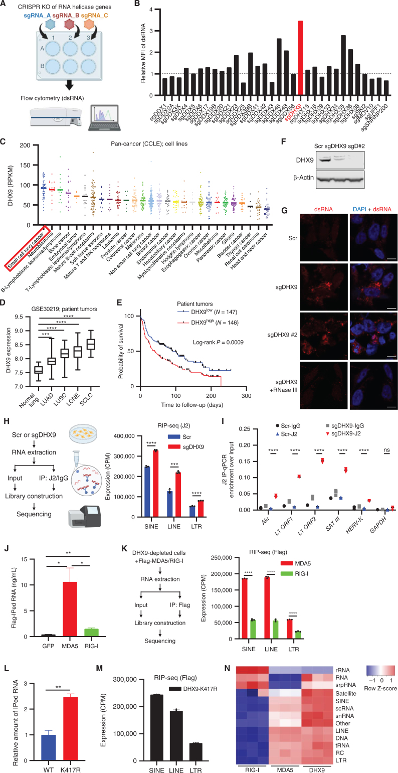 Figure 1. DHX9 suppresses double-stranded RNA (dsRNA) accumulation in SCLCs. A, Schematic of the screen to identify critical regulators of dsRNA. Created with BioRender.com. B, Result of the dsRNA regulator screen. Relative mean fluorescence intensity (MFI) of dsRNA level in H446 cells depleted of RNA helicase genes was compared. C, DHX9 mRNA expression was profiled in 28 cancer types. The expression data of cancer cell lines (CCLE) were downloaded from cBioPortal, and the cell lines were subgrouped based on the information from the Depmap database (sample_info.csv, “Subtype”). In case “Subtype” information is not available, “primary_disease” was used for subgrouping. D, Analysis of DHX9 expression in indicated lung cancer (patient tumor) subtypes and normal lung. Data were downloaded from the GEO database (GSE30219). Normal lung tissue (N = 14), LUAD (N = 85), LUSC (N = 61), LCNE (N = 56), SCLC (N = 20). Bars indicate the min and max values. E, Survival curve analysis of lung tumor patients. Data were downloaded from the GEO database (GSE30219). F, Immunoblot (IB) of DHX9 protein in Scramble, sgDHX9, and sgDHX9 #2 H446 cells. G, Immunofluorescence images of dsRNA (red) staining of Scramble or sgDHX9 cells (treated w/wo RNase III). Nuclei were counterstained with DAPI. Scale bar = 10 μm. H, Schematic (left) and result (right) of J2-RIP-seq analysis. Expression levels of specific retrotransposon classes (SINE, LINE, LTR) in Scramble or sgDHX9 cells are summarized (n = 3). CPM, counts per million. I, Result of RIP-qRT-PCR analysis of the indicated retrotransposon elements (n = 3). 36B4 was used as a reference. J, RNA amounts that were pulled down with Flag antibody were compared among Flag-GFP-, Flag-MDA5-, and Flag-RIG-I-expressing cells. K, Schematic (left) and result (right) of sequencing analysis of RNA pulled down with Flag antibody. Expression levels of specific retrotransposon classes (SINE, LINE, LTR) are summarized (n = 3). CPM: counts per million. L, Relative RNA amounts that were pulled down with Flag antibody were compared between 3xFlag-DHX9-WT- and 3xFlag-DHX9-K417R-expressing cells. M, Sequencing analysis of RNA pulled down with Flag antibody. Expression levels of specific retrotransposon classes (SINE, LINE, LTR) are summarized (n = 3). CPM: counts per million. N, Heat map of Flag-RIP-seq results comparing DHX9, MDA5, and RIG-I bound RNA species (n = 3). rRNA: ribosomal RNA, srpRNA: signal recognition particle RNA, scRNA: small conditional RNA, snRNA: small nuclear RNA, tRNA: transfer RNA, RC: rolling circle, RNA: other RNA repeats, DNA: DNA repeat elements. Data represent mean ± SEM. ns, not significant; *, P < 0.05; **, P < 0.01; ***, P < 0.001; ****, P < 0.0001 by unpaired Student t test (D, H, K, and L), log-rank test (E), one-way ANOVA (J), two-way ANOVA followed by the Tukey multiple comparisons test (I).