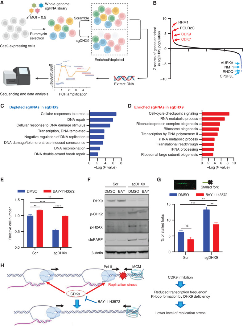 Figure 5. CRISPR screen identifies modulators of sensitivity and resistance to DHX9 loss. A, Schematic of the genome-wide CRISPR screening method to reveal regulators of DHX9 loss-related cell death. Created with BioRender.com. B, Top-rated enriched and depleted sgRNAs from the genome-wide CRISPR screening are summarized. C and D, Gene ontology analysis of sgRNA targeted depleted (C) and enriched (D) genes in sgDHX9 population. E, Relative cell number of Scramble and sgDHX9 H82 cells treated with DMSO or 0.5 μmol/L BAY-1143572. Luminescence of CellTiter-Glo was detected on day 5 after seeding (n = 3). F, Immunoblot (IB) of the indicated proteins in Scramble and sgDHX9 H82 cells treated with DMSO or 0.5 μmol/L BAY-1143572. G, DNA fiber assay of Scramble and sgDHX9 H82 cells treated with DMSO or 0.5 μmol/L BAY-1143572. The percentage of stalled forks over the total number of different replication structures was measured (>150 labeled forks were counted per group, n = 3). H, Schematic model of growth rescue effect by CDK9 inhibition in DHX9-depleted cells. Created with BioRender.com. Data represent mean ± SEM. ns, not significant; *, P < 0.05; **, P < 0.01; ***, P < 0.001; ****, P < 0.0001 by two-way ANOVA followed by Tukey multiple comparisons test (E and G).