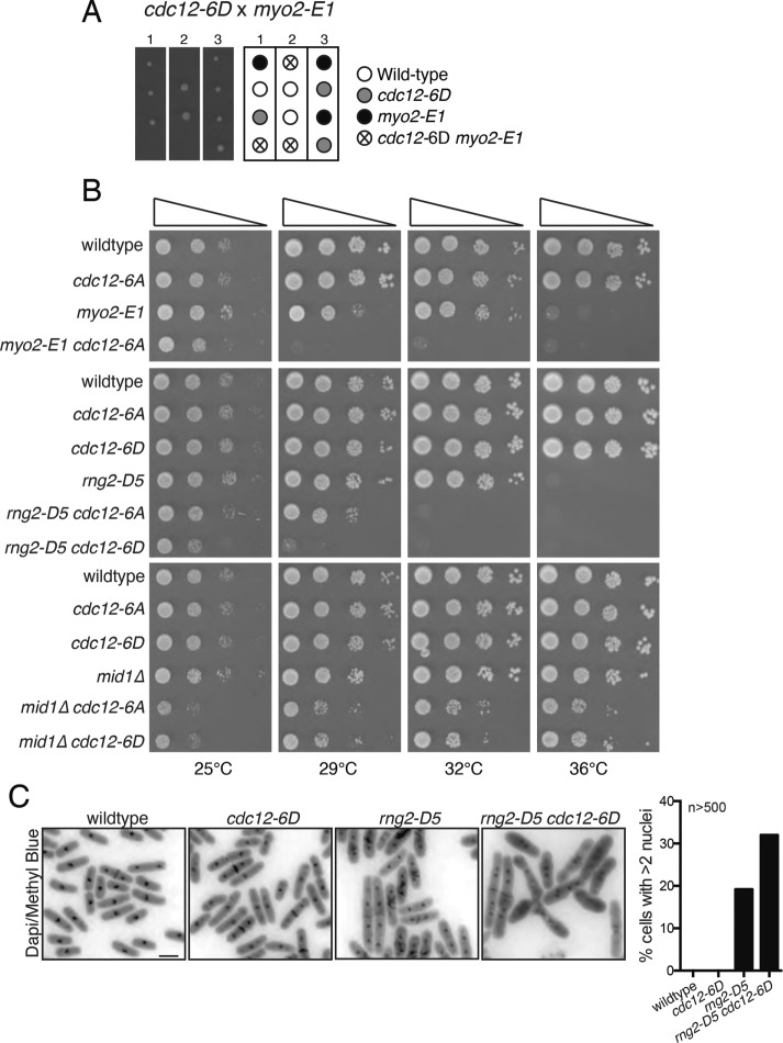 FIGURE 2: