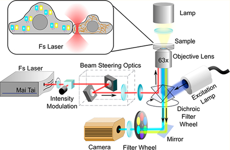 graphic file with name nihms-1000116-f0001.jpg