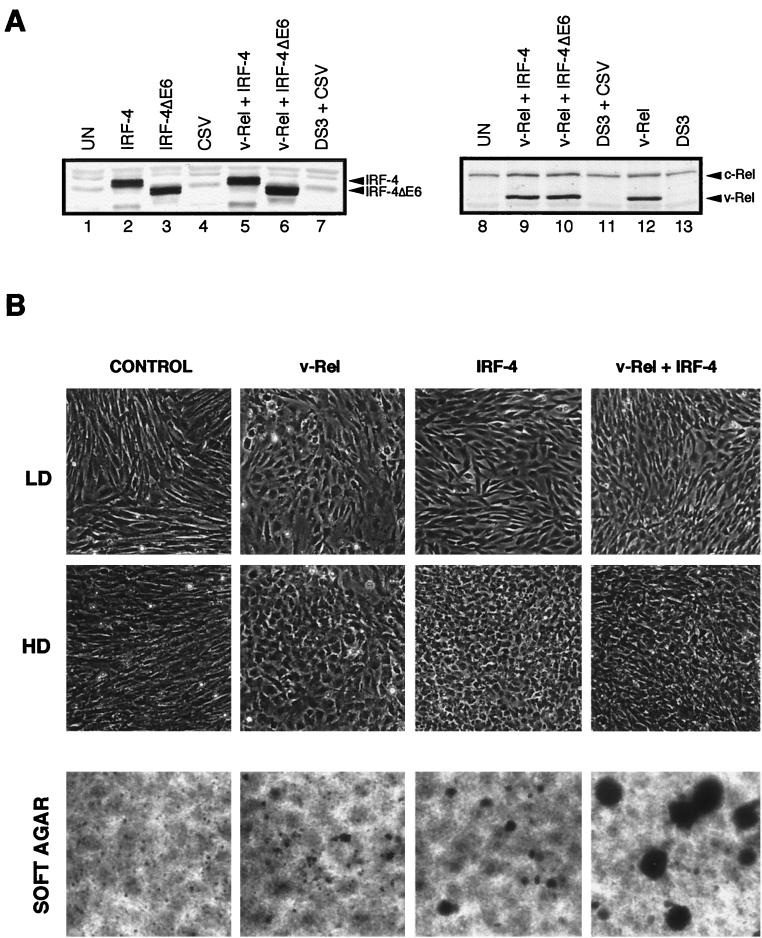 FIG. 6