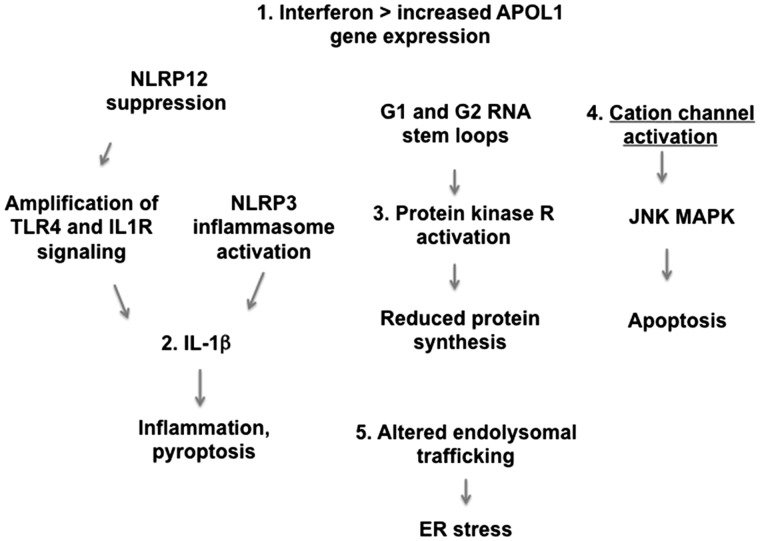 FIGURE 1