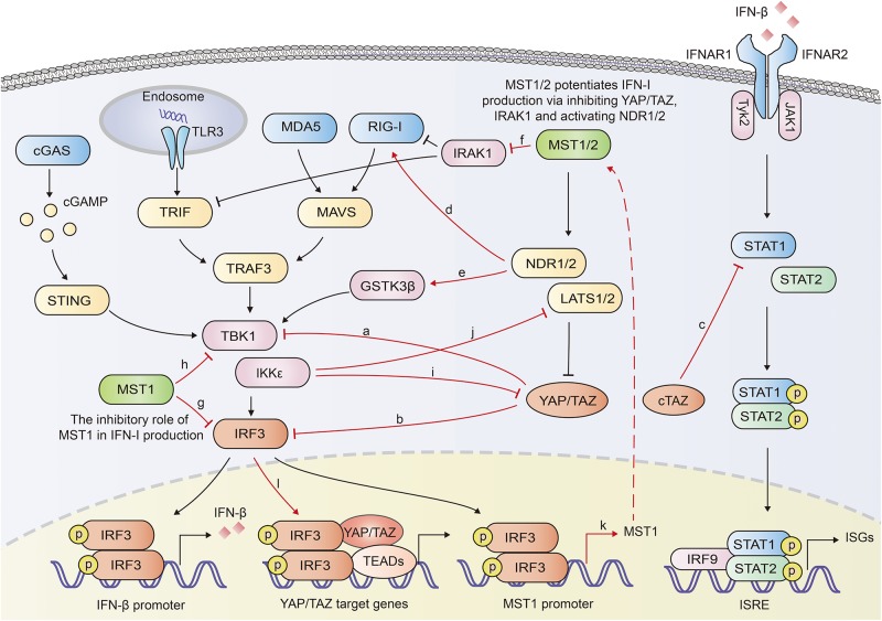 FIGURE 2