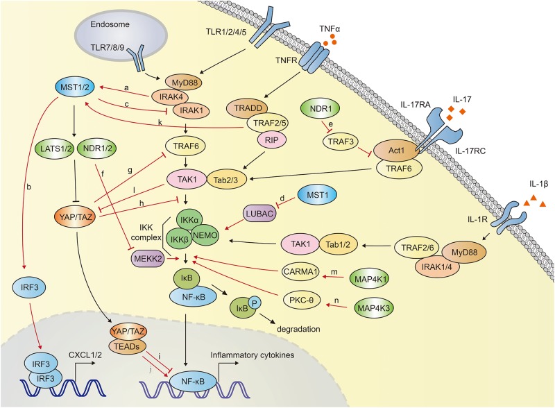 FIGURE 4