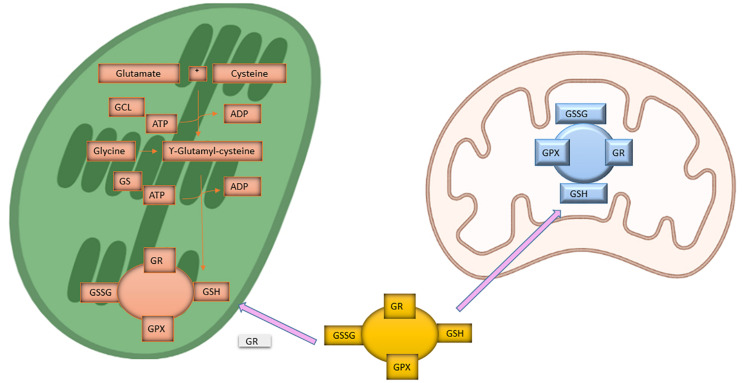 FIGURE 2