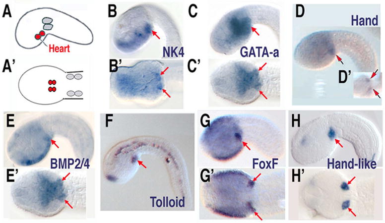 Fig. 6