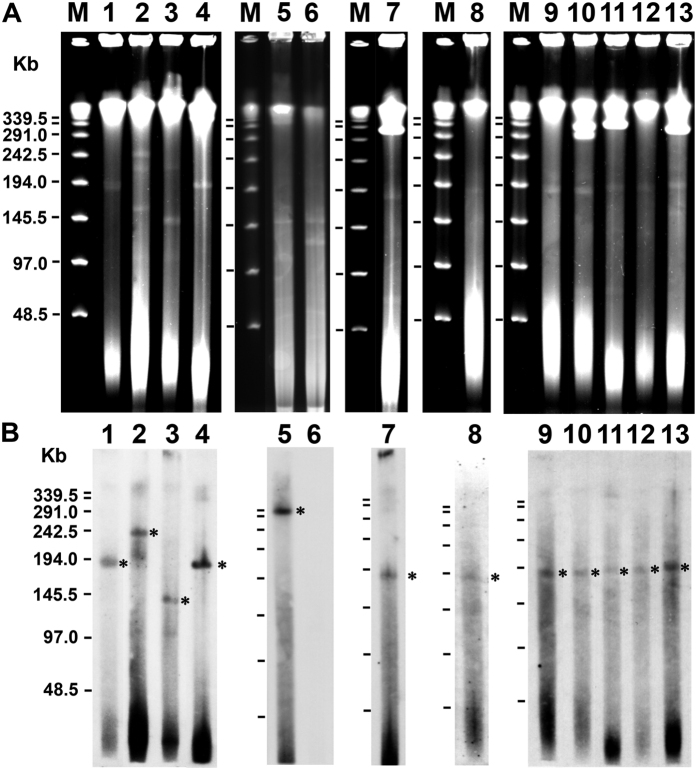 Figure 5